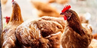 Guatemala declara estado de emergencia por casos de gripe aviar