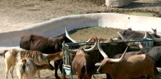 EE. UU. ordena matar a 150 vacas salvajes disparando desde helicópteros