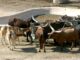 EE. UU. ordena matar a 150 vacas salvajes disparando desde helicópteros