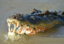 Un caimán mata a una mujer de 85 años que intentó salvar a su perro en Florida