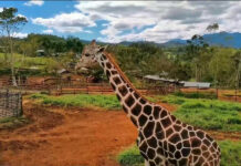 Necropsia revela que la jirafa “Big Boy” murió de un paro cardiaco