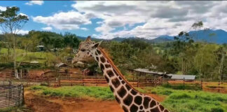 Necropsia revela que la jirafa “Big Boy” murió de un paro cardiaco