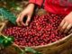 Ingresos por exportaciones de café hondureño bajan 27 % en cosecha 2022-2023