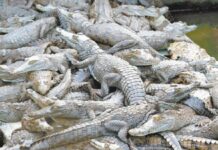 La ATIC investiga la muerte de al menos 30 cocodrilos en San Manuel, Cortés