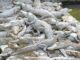 La ATIC investiga la muerte de al menos 30 cocodrilos en San Manuel, Cortés