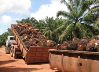 Honduras se une a Malasia e Indonesia en el consejo de productores de aceite de palma