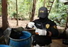 Decomisan droga y destruyen nuevas plantaciones de hoja de coca en La Mosquitia