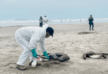 Confirman la muerte de 247 pelícanos por gripe aviar en Honduras