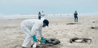 Confirman la muerte de 247 pelícanos por gripe aviar en Honduras