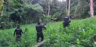 Detienen a miembros de la banda delictiva «Los Maicillo» en posesión de dos mil plantas de marihuana en el Progreso, Yoro