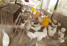 En un 120% aumentó el costo de la producción avícola en Honduras, según avicultores