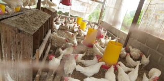 En un 120% aumentó el costo de la producción avícola en Honduras, según avicultores