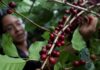 Las exportaciones de café de Honduras bajan 24 % en 5 primeros meses de cosecha
