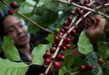 Exportaciones de café podrían generar 1,500 millones de dólares en 2023