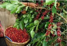 Según la Asociación de Exportadores de Honduras, las exportaciones de café han bajado en un 9%