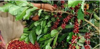 Según la Asociación de Exportadores de Honduras, las exportaciones de café han bajado en un 9%