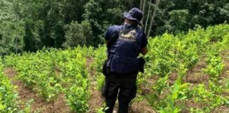 Descubren una plantación de arbustos de coca en Patuca, Olancho
