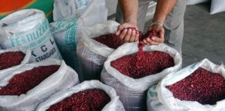 La Secretaría de Agricultura y Ganadería afirma que hay abastecimiento de frijol en los mercados