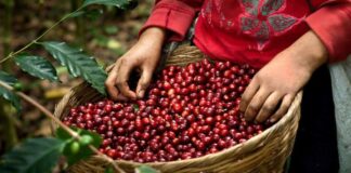 Diputado dice que los caficultores no soportarían otro golpe, ante rumores de retención de 11 dólares