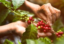 Bajan las exportaciones de café hondureño durante la cosecha 2022-2023