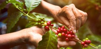 Bajan las exportaciones de café hondureño durante la cosecha 2022-2023