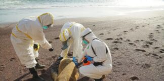 Se encienden las alarmas en Latinoamérica por el avance de la gripe aviar