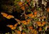 La población de mariposas monarca aumenta, pero no lo suficiente