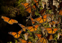 La población de mariposas monarca aumenta, pero no lo suficiente
