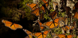 La población de mariposas monarca aumenta, pero no lo suficiente