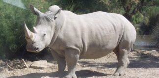 Salvar al rinoceronte blanco del norte, más cerca con las células germinales