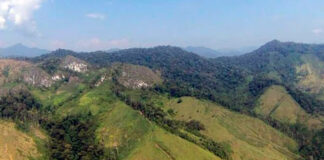 FAO: Centroamérica es un ejemplo regional de la lucha contra la deforestación