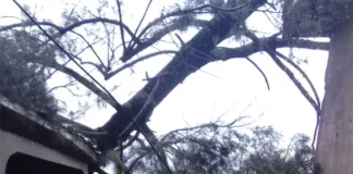 Árboles caídos y calles inundadas dejó una fuerte lluvia en la capital