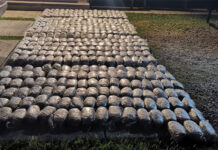 Policía Nacional captura a dos hombres con 788 libras de marihuana en el departamento de Yoro