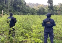 Autoridades hondureñas hallan 110.000 arbustos de coca y un laboratorio para procesar drogas