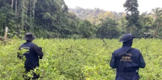 Autoridades hondureñas hallan 110.000 arbustos de coca y un laboratorio para procesar drogas