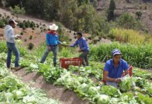La FAO advierte que 4,9 millones de hondureños sufren inseguridad alimentaria
