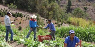 La FAO advierte que 4,9 millones de hondureños sufren inseguridad alimentaria