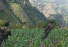 Fuerzas de seguridad aseguran plantación de 10 manzanas de marihuana en Tocoa, Colón
