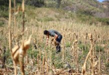 Se debe priorizar 34 municipios y activar el comité de emergencia por sequía, recomienda la Fenagh