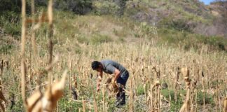 Se debe priorizar 34 municipios y activar el comité de emergencia por sequía, recomienda la Fenagh