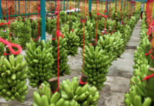 Sector bananero urge de crédito para recuperar fincas, dice la productora independiente Sandra Deras