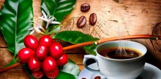 Honduras celebrará en mayo la XIX edición de la Taza de Excelencia del Café