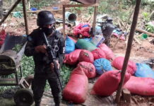 Aseguran más de cinco manzanas de arbustos de coca en Catacamas, Olancho