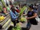 Campesinos llegan con palmas a iglesias hondureñas previo a Domingo de Ramos