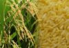 Productores, agroindustriales y funcionarios de la SAG inician negociaciones para fijar precio del arroz