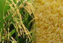 Productores, agroindustriales y funcionarios de la SAG inician negociaciones para fijar precio del arroz