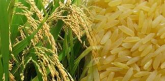 Productores, agroindustriales y funcionarios de la SAG inician negociaciones para fijar precio del arroz