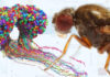 Completan el mapa cerebral de un insecto, un gran avance para la neurociencia