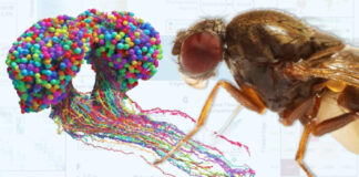 Completan el mapa cerebral de un insecto, un gran avance para la neurociencia