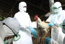 OMS: Todas las variantes de gripe aviar tienen cierto potencial pandémico